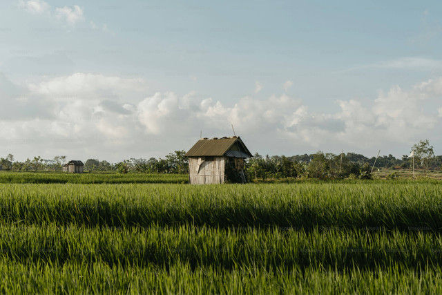Ilustrasi Cara Mengusir Keong di Sawah yang Mengganggu Tanaman, Unsplash/Polina Kuzovkova