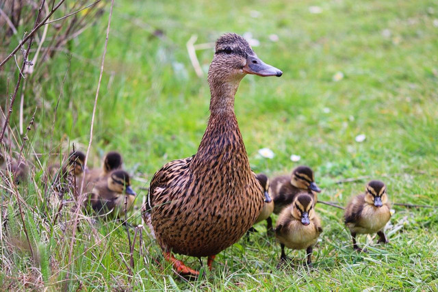 Ilustrasi cara ternak bebek rumahan. Pixabay/Manfredrichter.