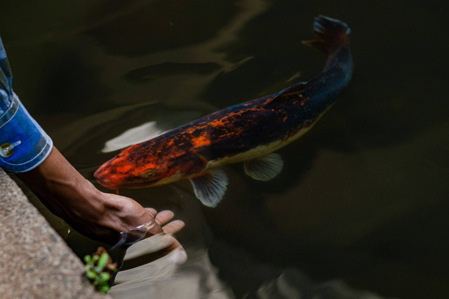 Ilustrasi Cara pemberian pakan yang baik pada ikan.Unsplash/imsogabriel stock