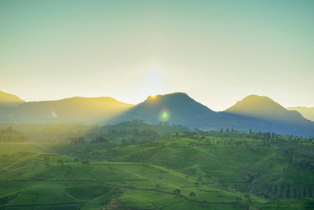 Kebun Teh Wonosari. Foto hanya ilustrasi, bukan tempat sebenarnya. Foto: dok. Unsplash/bady abbas
