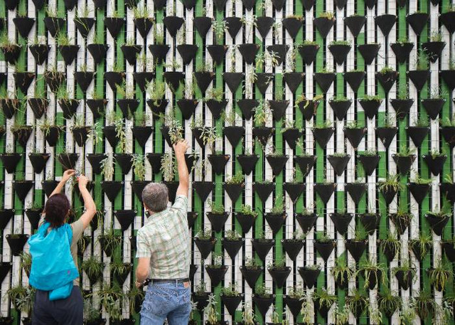 Ilustrasi Kriteria Vertical Garden yang Baik, Unsplash/Daniel Funes Fuentes