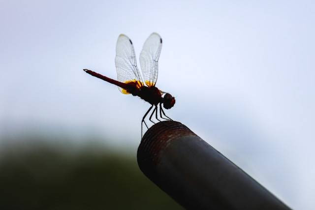 Ilustrasi asal-usul capung. Foto: Adhil MN / Unsplash