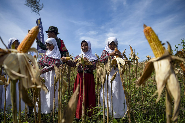 Tiga siswa menunjukkan jagung yang telah dipetik saat panen jagung bersama di kawasan Mugirejo, Samarinda, Kalimantan Timur, Rabu (18/12/2024). Foto: M Risyal Hidayat/ANTARA FOTO