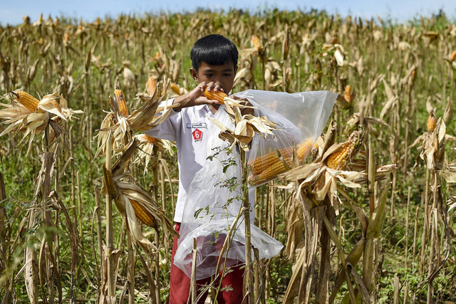 Seorang siswa menunjukkan jagung yang telah dipetik saat panen jagung. Foto: M Risyal Hidayat/ANTARA FOTO