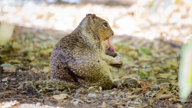 Tupai tanah di California makan tikus tanah. Foto: UC Davis/Sonja Wild