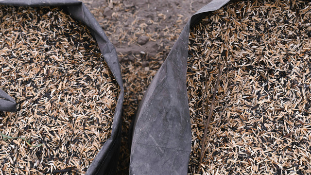 Ilustrasi 7 Manfaat Sekam Padi untuk Tanaman, Pexels/Ale Alianza