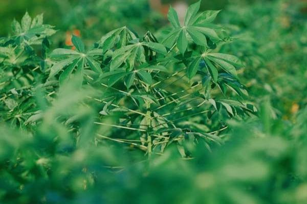 Ilustrasi penyebab tanaman singkong layu. Foto: Pexels.com/Pew Nguyen