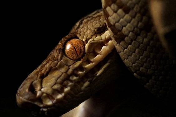 Ilustrasi ular penyihir. Foto: Conservation International/Trond Larsen via REUTERS