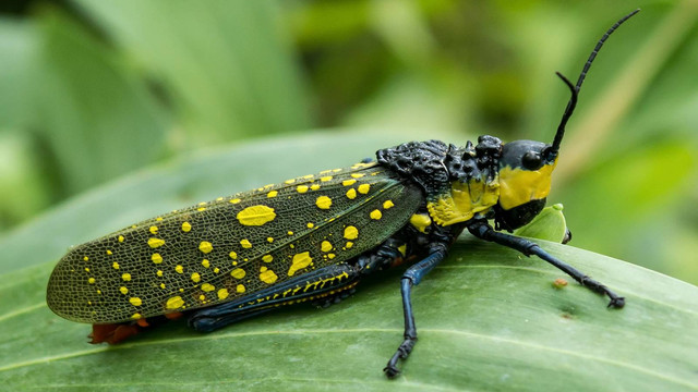 Ilustrasi: Belalang setan atau yang dikenal dengan nama latin aularches miliaris (Aset: Wikipedia)