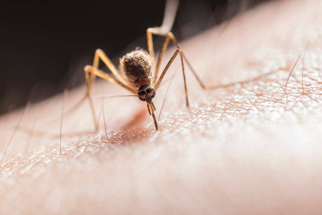 Apa tujuan surveilans malaria pada tahap pemeliharaan. Foto hanya ilustrasi, bukan yang sebenarnya. Sumber: Pexels/Jimmy Chan