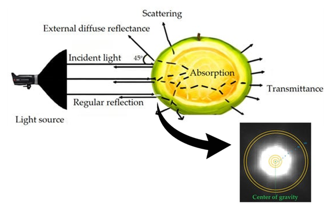 Sumber: Konsep teknologi backscattering pada buah. Gambar ini diperoleh dari Pham et al. (2024) dengan lisensi CC BY 4.0.