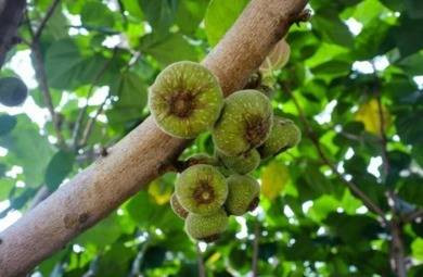 Buah Tin. Foto: Shutterstock.