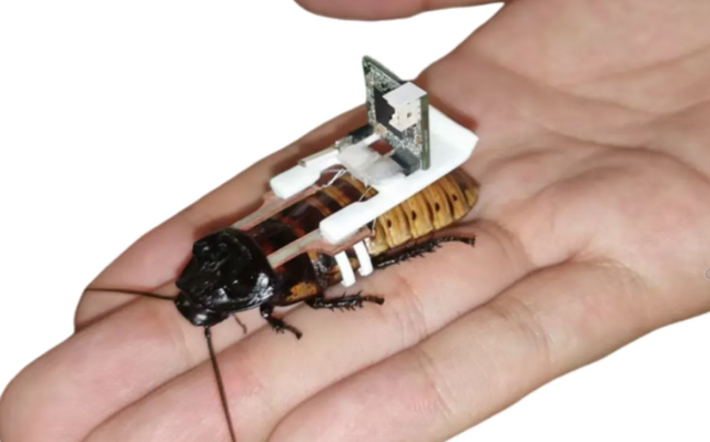 Para peneliti dari Nanyang Technology University (NTU) di Singapura, berhasil menciptakan kecoak cyborg. Foto: Nanyang Technology University (NTU)/Hirotaka Sato