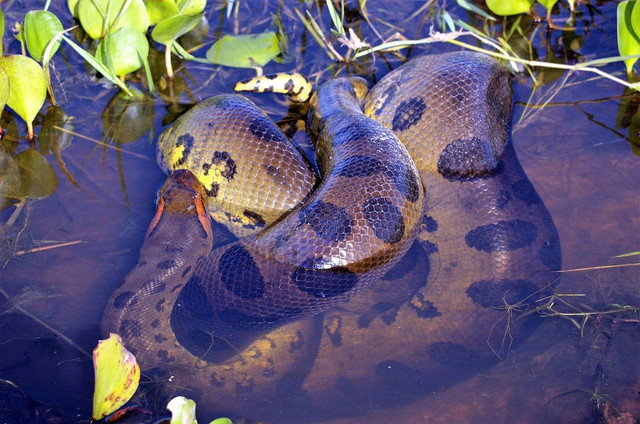 Ilustrasi fakta unik ular anaconda. Sumber foto : Pixabay/Dennis Doukha