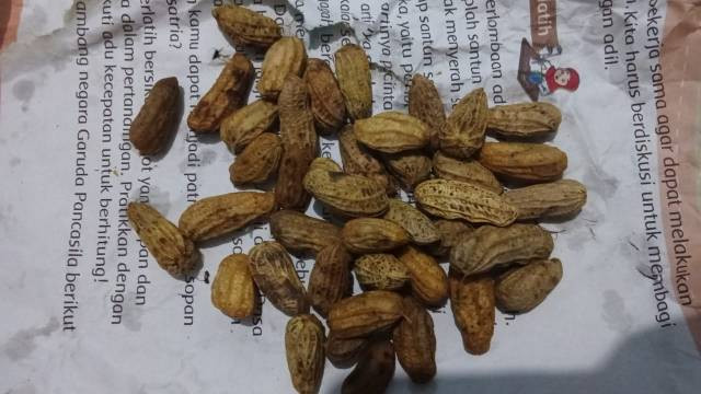 Kacang rebus (gambar oleh penulis)