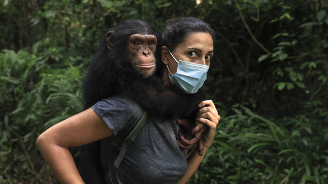Amandine Lions, seorang sukarelawan di asosiasi Papaye International, menggendong Tchossa, seekor simpanse yatim piatu berusia antara 3 dan 4 tahun di Taman Alam Douala-Edea di Marienberg pada 15 Desember 2024. Foto: Daniel Beloumou Olomo/AFP