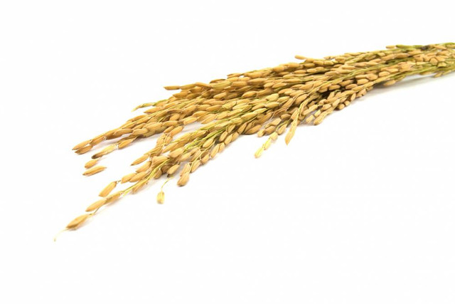 Ilustrasi Cara Memisahkan Gabah dan Beras, Freepik/Zirconicusso