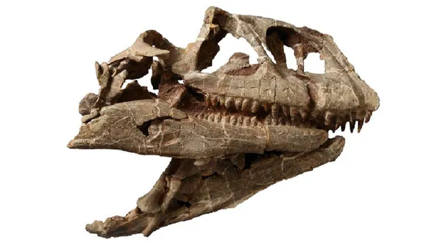 Tengkorak Lishulong wangi ditemukan di Taman Nasional Dinosaurus Lufeng di Provinsi Yunnan, China selatan. Foto: Qian-Nan Zhang/PeerJ