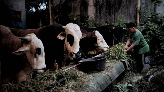 Terlihat pengurus kandang sibuk memberi makan sapi-sapi berjenis 'Simmental' yang dijual di kawasan Pancoran, Jakarta Selatan, Selasa (5/7/2022). Foto: Jamal Ramadhan/kumparan