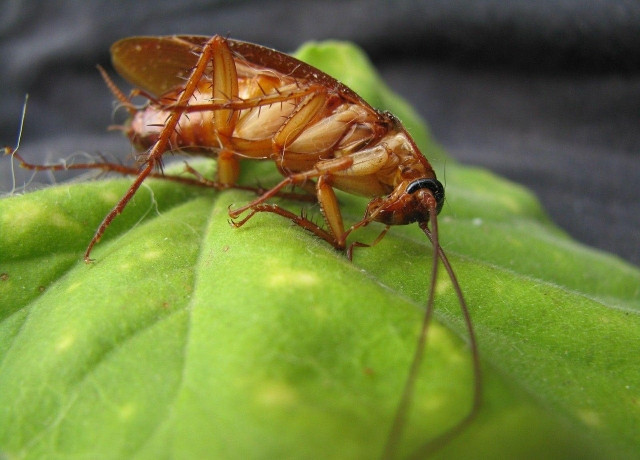 foto Ilustrasi Fungsi Kecoak. Foto: Pixabay.com/Republica