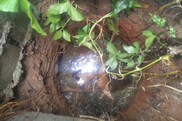 Anjing di depok kecemplung Sumur, Damkar bertindak. Foto: Instagram/@depokfirerescue113