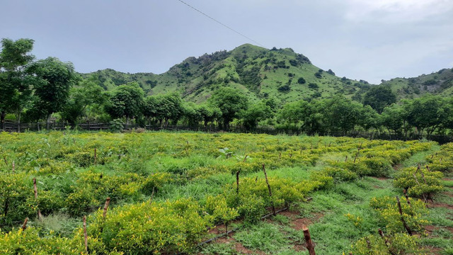 Perkebunan Lombok di Carasland Garden (Sumber: dokumen pribadi)