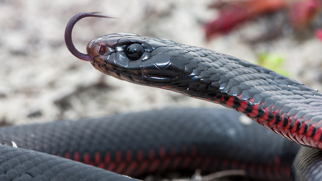 Ular Red-bellied black. Foto: Ken Griffiths/shutterstock