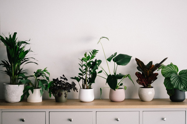 Ilustrasi Cara Memanfaatkan Galon Bekas Le Mineral. Sumber: Unsplash/Annie Spratt