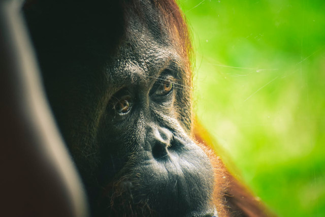 Orang utan Indonesia. Foto: Chris F/Pexels