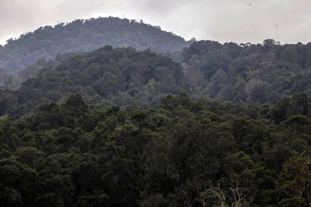 Hutan Gunung Halimun: Suasana habitat asli Primata Kukang Jawa (Nycticebus Javanicus) di kawasan Taman Nasional Gunung Halimun Salak (TNGHS), Sukabumi, Jawa Barat. Foto: Yulius Satria Wijaya/ANTARA FOTO