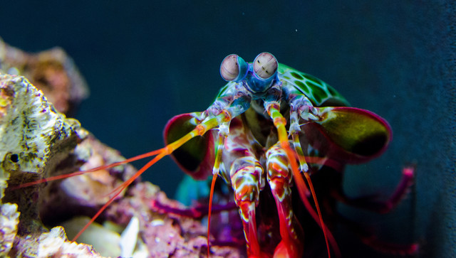 Ilustrasi udang mantis. Foto: Maxfield Weakley/Shutterstock