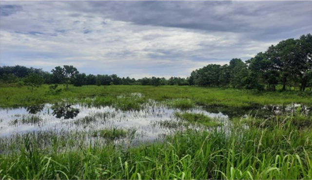 Lahan Gambut di Pulau Sumatera (foto: dokumen pribadi)