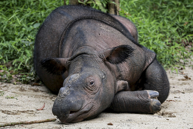 Indra, seekor badak sumatera jantan berusia satu tahun beristirahat di Suaka Rhino Sumatera (SRS) di Taman Nasional Way Kambas, Lampung, Minggu (16/2/2025). Foto: PERDIANSYAH/AFP