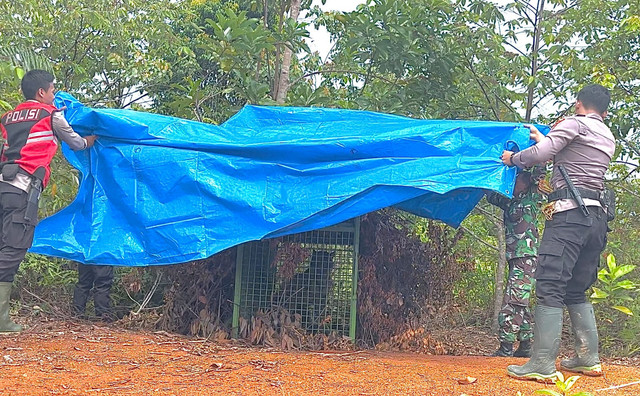 Harimau Sumatera yang masuk kandang jebak di Pekon Rawas, Pesisir Tengah, Kabupaten Pesisir Barat. | Foto: Dok Humas Polres Pesisir Barat