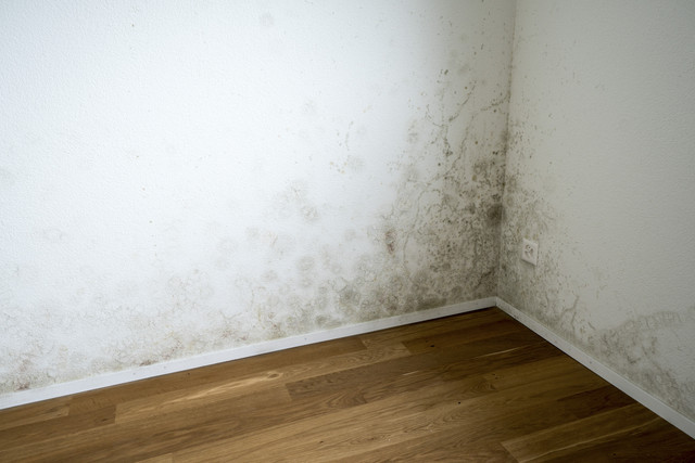 Ilustrasi tembok berjamur. Foto: Shutterstock