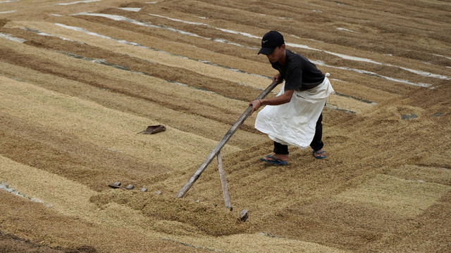 Pekerja mengatur karung berisi gabah hasil panen di Desa Kurusumange, Kabupaten Maros, Sulawesi Selatan, Jumat (21/2/2025). Foto: ANTARA FOTO/Hasrul Said