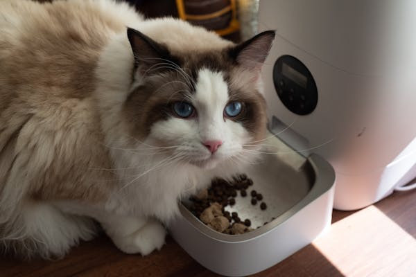 Ilustrasi perbedaan makanan kucing repack dan freshpack. Foto: Pexels.com/David Yu