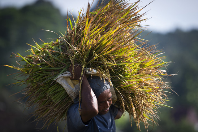 Petani membawa padi saat pemanenan di Mijen, Semarang, Jawa Tengah, Selasa (25/2/2025). Foto: Aprillio Akbar/ANTARA FOTO
