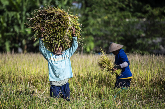 Petani membawa padi saat pemanenan di Mijen, Semarang, Jawa Tengah. Foto: Aprillio Akbar/ANTARA FOTO