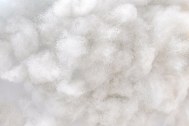 Ilustrasi kapas. Foto: Shutterstock