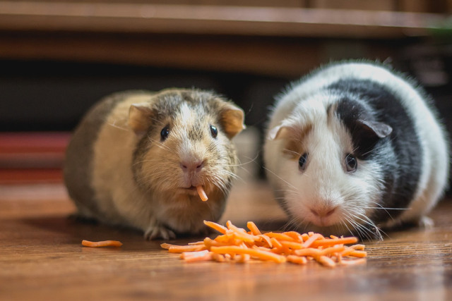 Ilustrasi cara merawat anak marmut, foto: unsplash/Bonnie Kittle