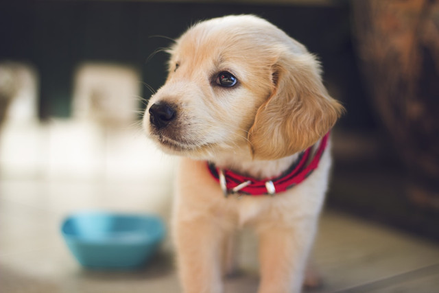 Ilustrasi Rekomendasi Odol Anjing. Unsplash.com/Berkay Gumustekin