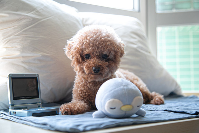 Ilustrasi Makanan Terbaik untuk Toy Poodle. Unsplash.com/Alison Pang