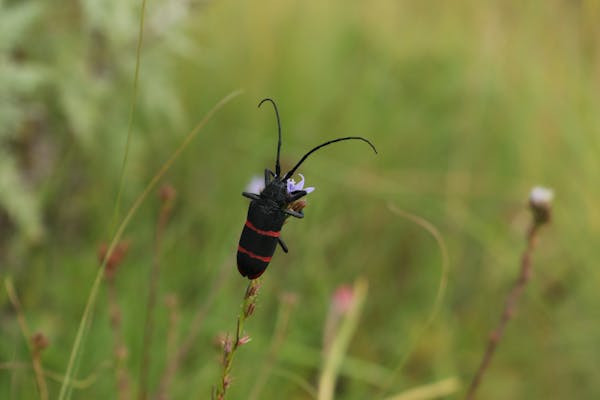 Ilustrasi perbedaan kumbang koksi hama dan predator. Foto: Pexels.com/Paradise Photography