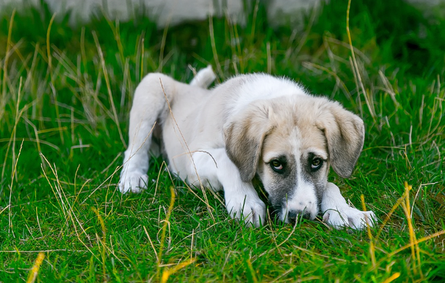 Ilustrasi contoh jamur anjing. Sumber: Pixabay/isakarakus