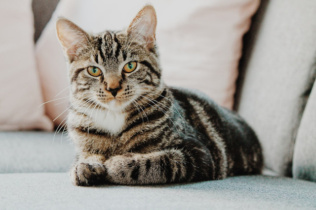 Ilustrasi rekomendasi shampo kucing anti kutu. Foto: unsplash/Erik-Jan Leusink.
