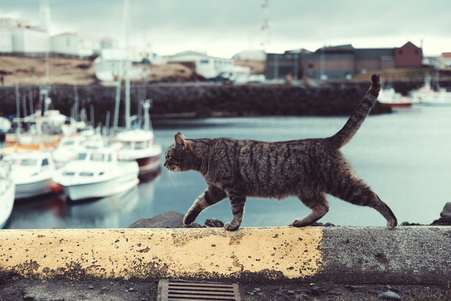 Ilustrasi rekomendasi makanan kucing untuk menggemukkan, foto: unsplash/Wren Meinberg