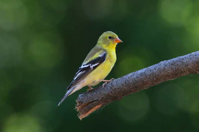 Ilustrasi Cara Mengetahui Umur Burung Kenari, Unsplash/Paul Crook