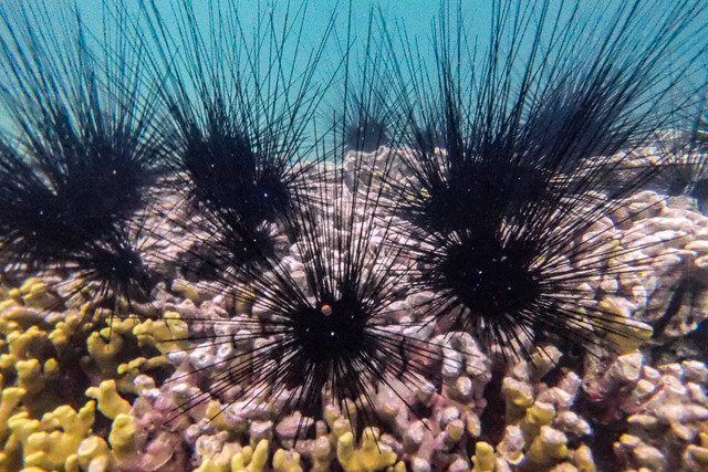 Landak laut atau bulu babi (echinoidea) di atas terumbu karang Porites nigrescens di dalam perairan Pulau Tidung, Jakarta. Foto: Muhammad Adimaja/ANTARA FOTO