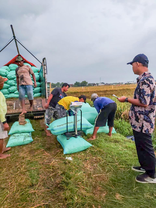 Perum BULOG saat mengambil gabah dari petani. Foto: Dok. BULOG